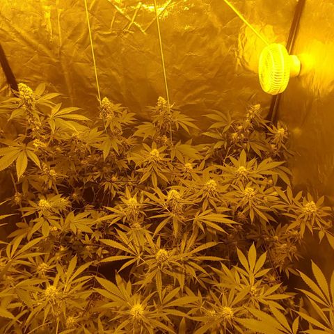 Hulkberry growlog timeline photo