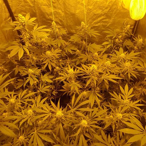 Hulkberry growlog timeline photo