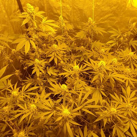 Hulkberry growlog timeline photo