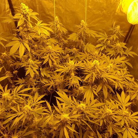 Hulkberry growlog timeline photo
