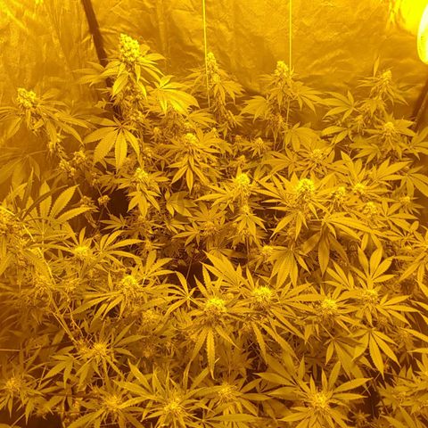 Hulkberry growlog timeline photo