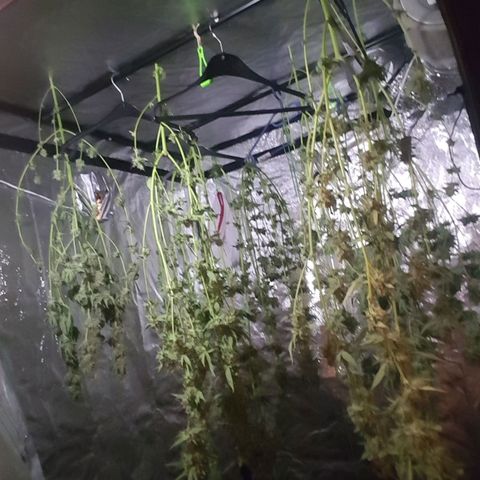 Hulkberry growlog photo: Ernte!!!❤