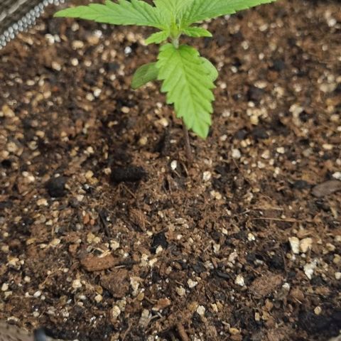 Genética desconhecida 1 growlog timeline photo