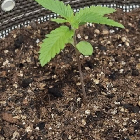 Genética desconhecida 1 growlog timeline photo