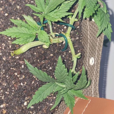 Genética desconhecida 1 growlog photo: Atualização LST