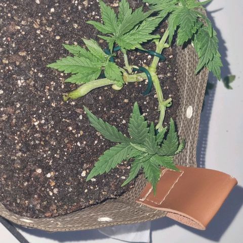 Genética desconhecida 1 growlog photo: Atualização LST
