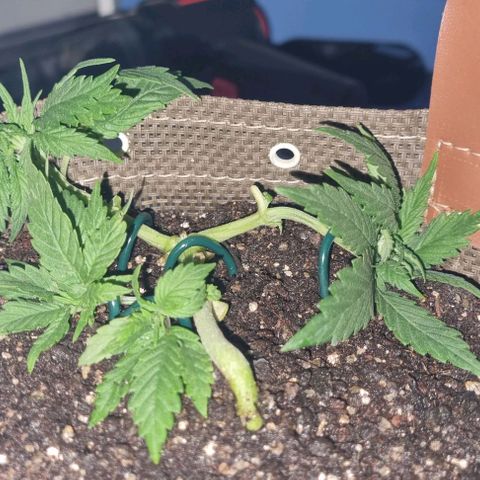 Genética desconhecida 1 growlog timeline photo