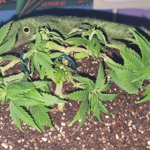 Genética desconhecida 1 growlog timeline photo