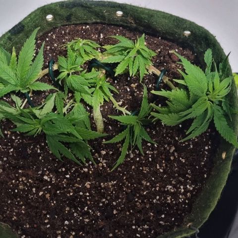 Genética desconhecida 1 growlog timeline photo