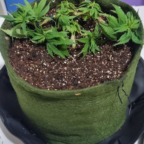 Genética desconhecida 1 growlog timeline photo