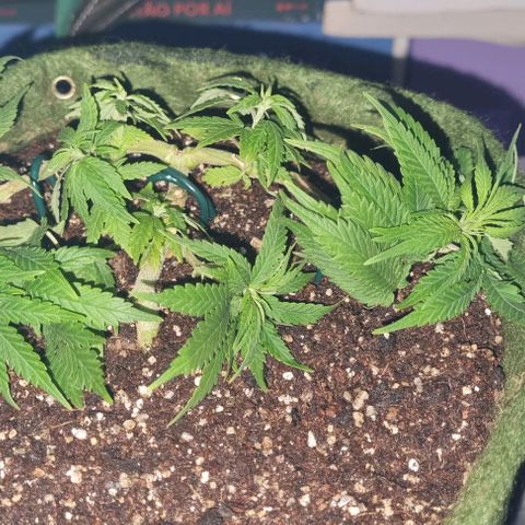 Genética desconhecida 1 growlog timeline photo