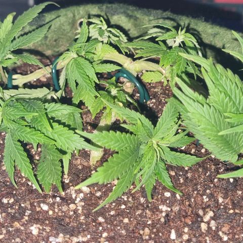 Genética desconhecida 1 growlog timeline photo