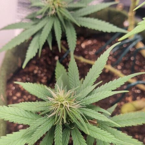 Genética desconhecida 1 growlog timeline photo