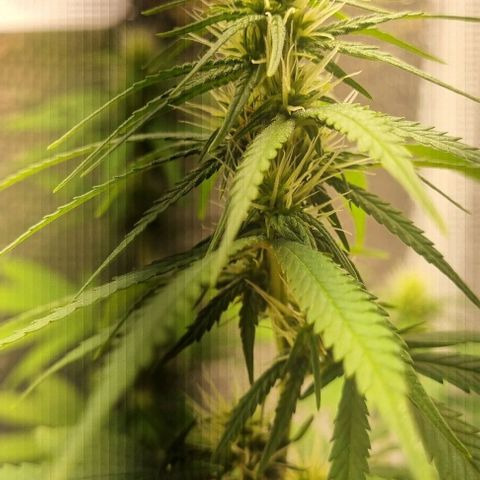 Genética desconhecida 1 growlog timeline photo