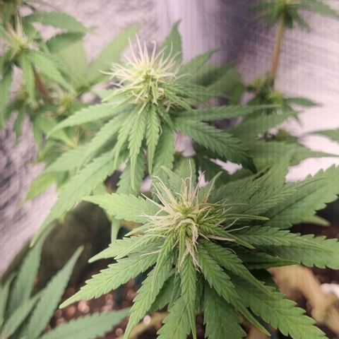 Genética desconhecida 1 growlog timeline photo