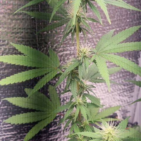Genética desconhecida 1 growlog timeline photo