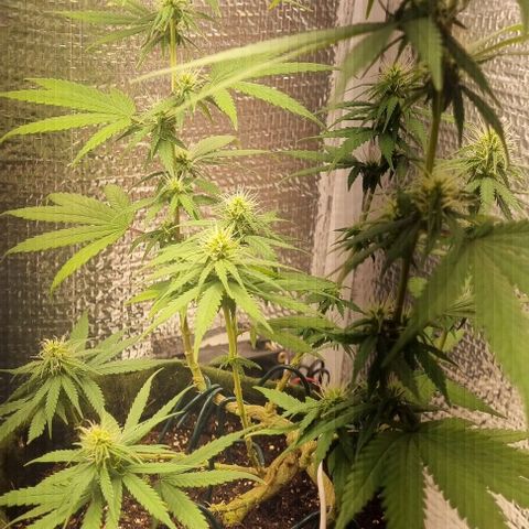 Genética desconhecida 1 growlog timeline photo