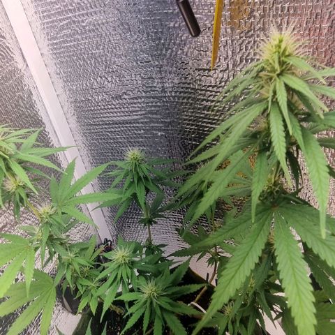 Genética desconhecida 1 growlog timeline photo