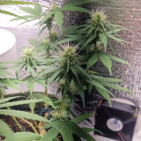 Genética desconhecida 1 growlog timeline photo