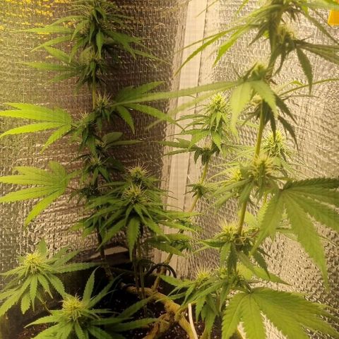 Genética desconhecida 1 growlog timeline photo