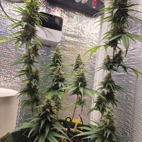 Genética desconhecida 1 growlog timeline photo