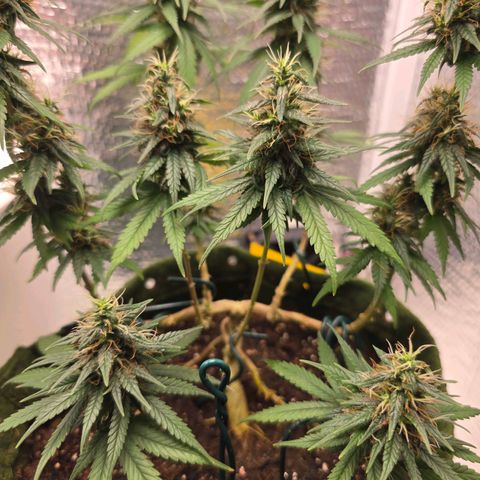 Genética desconhecida 1 growlog timeline photo