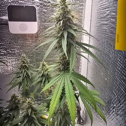 Genética desconhecida 1 growlog timeline photo