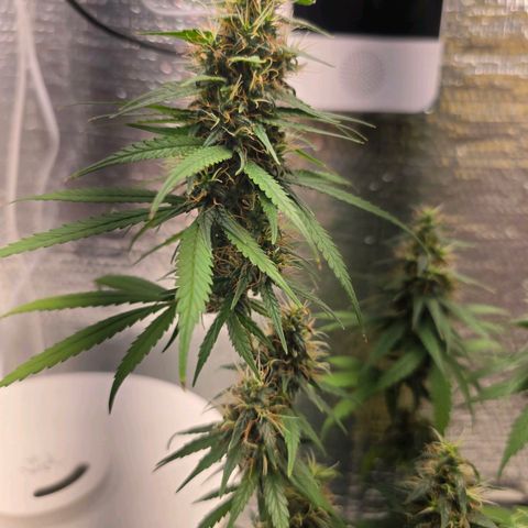 Genética desconhecida 1 growlog timeline photo