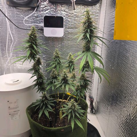 Genética desconhecida 1 growlog timeline photo