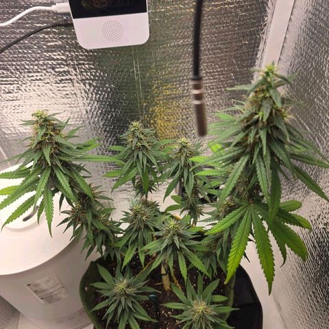 Genética desconhecida 1 growlog timeline photo