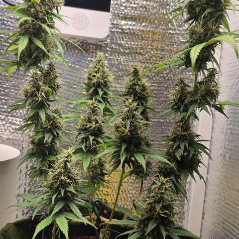 Genética desconhecida 1 growlog timeline photo