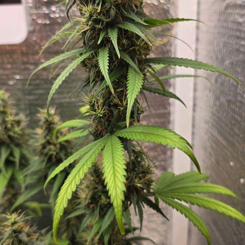 Genética desconhecida 1 growlog timeline photo