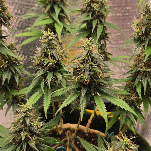Genética desconhecida 1 growlog timeline photo