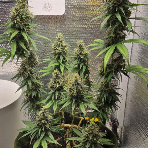 Genética desconhecida 1 growlog timeline photo