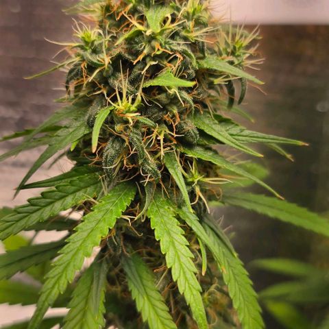 Genética desconhecida 1 growlog timeline photo