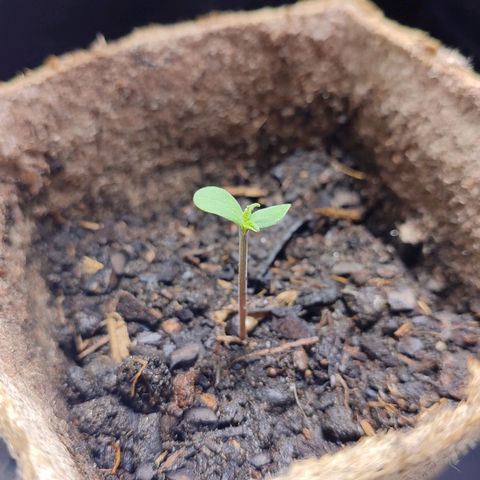 Special Queen #1 growlog timeline photo