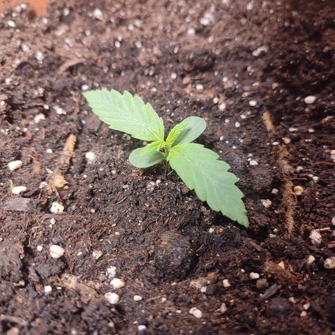 Special Queen #1 growlog timeline photo