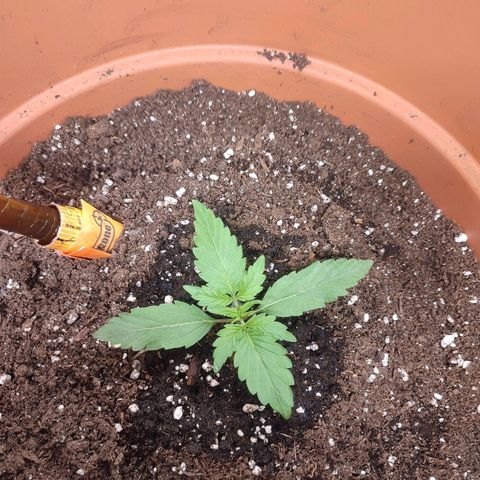 Special Queen #1 growlog timeline photo