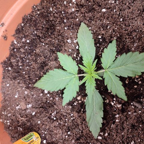 Special Queen #1 growlog timeline photo