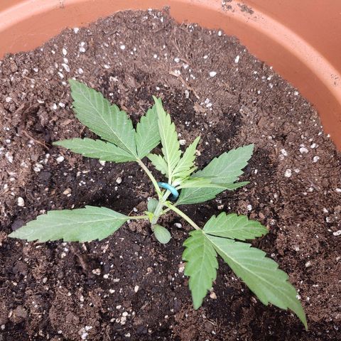 Special Queen #1 growlog timeline photo