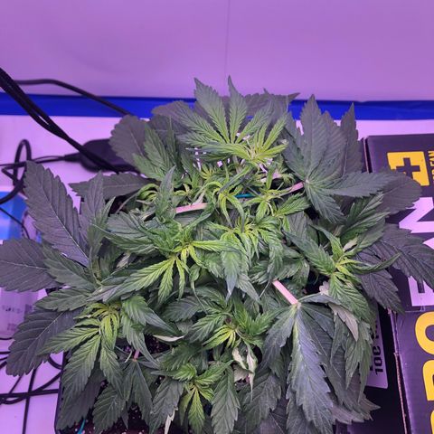 Wedding Cake Auto growlog photo: DLI 30 // PPFD 460