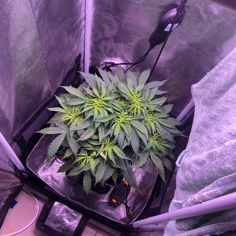 Wedding Cake Auto growlog timeline photo