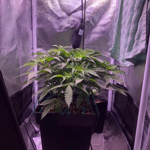 Wedding Cake Auto growlog timeline photo