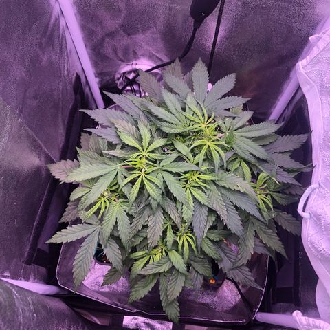 Wedding Cake Auto growlog timeline photo