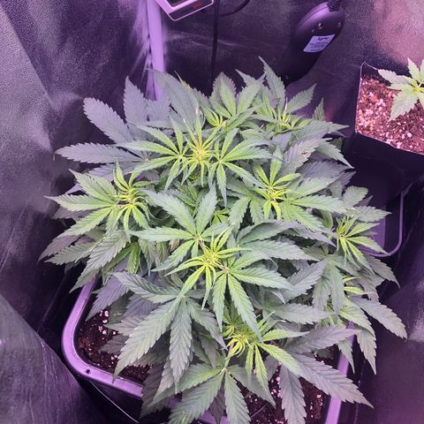 Wedding Cake Auto growlog timeline photo