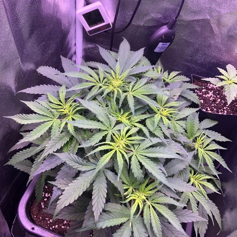 Wedding Cake Auto growlog timeline photo