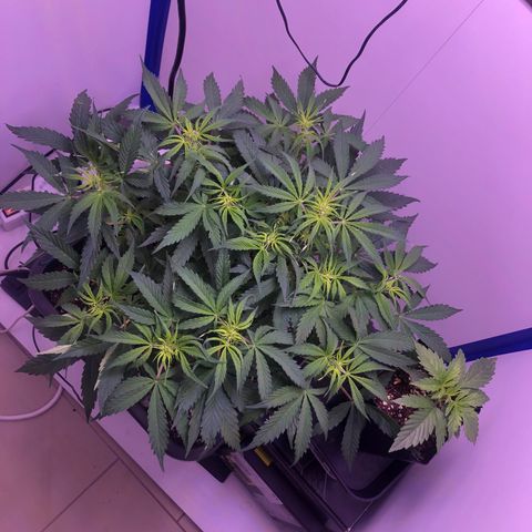 Wedding Cake Auto growlog photo: Umzug in den Schrank, mit 50cm Breite zu groß für das 40x40 Zelt.