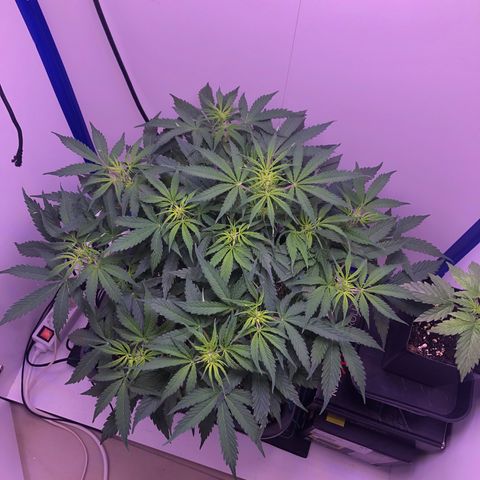 Wedding Cake Auto growlog timeline photo