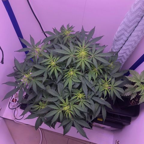 Wedding Cake Auto growlog timeline photo