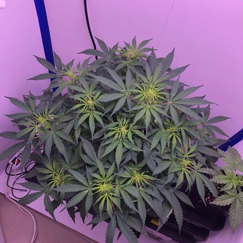 Wedding Cake Auto growlog timeline photo